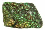 Iridescent Ammolite (Fossil Ammonite Shell) - Brilliant Green #275088-1
